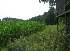 Spektrum an waldgebundenen Habitaten in Grabow Rügen.